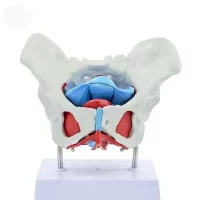 Pelvic Floor Model with Pelvis Model 44