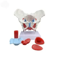 Pelvic Floor Model with Pelvis Model 44