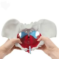 Pelvic Floor Model with Pelvis Model 44