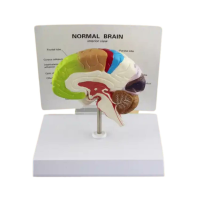 Colorful Brain Model Model 47