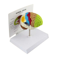 Colorful Brain Model Model 47