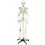 Full Skeleton Model 170 cm Model 11