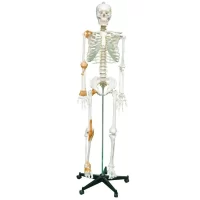 Full Skeleton Model 170 cm Model 11