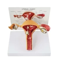 Uterus Pelvic Floor Model 41