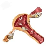 Uterus Pelvic Floor Model 41